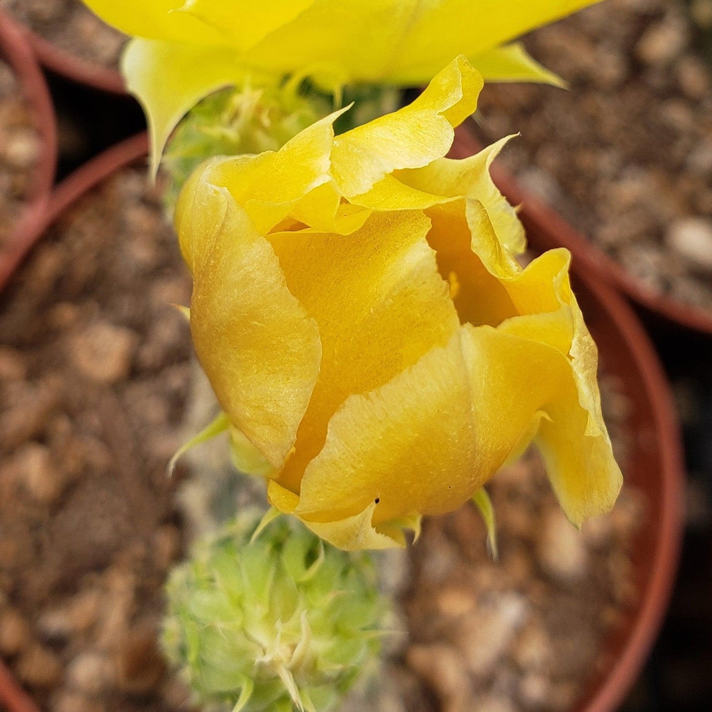 Bunny Ear Cactus 'Opuntia microdasys'