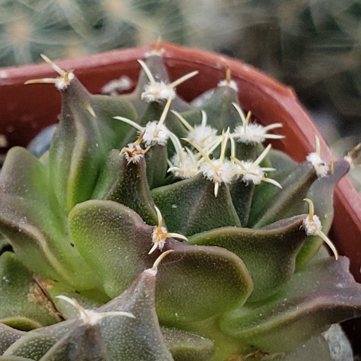 Obregonia denegrii