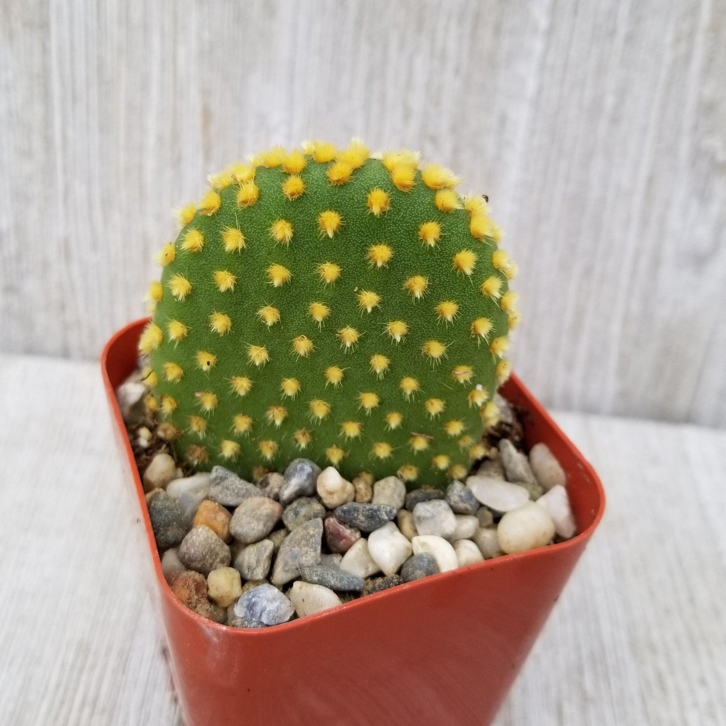 Bunny Ear Cactus 'Opuntia microdasys'