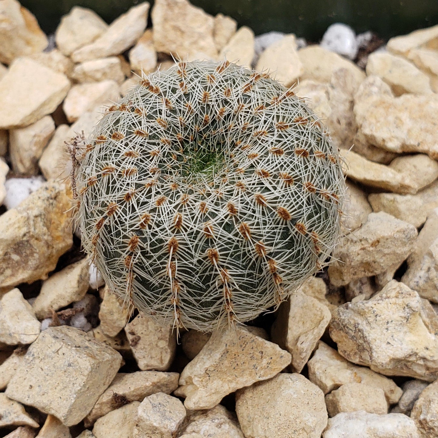 Frailea gloriosa