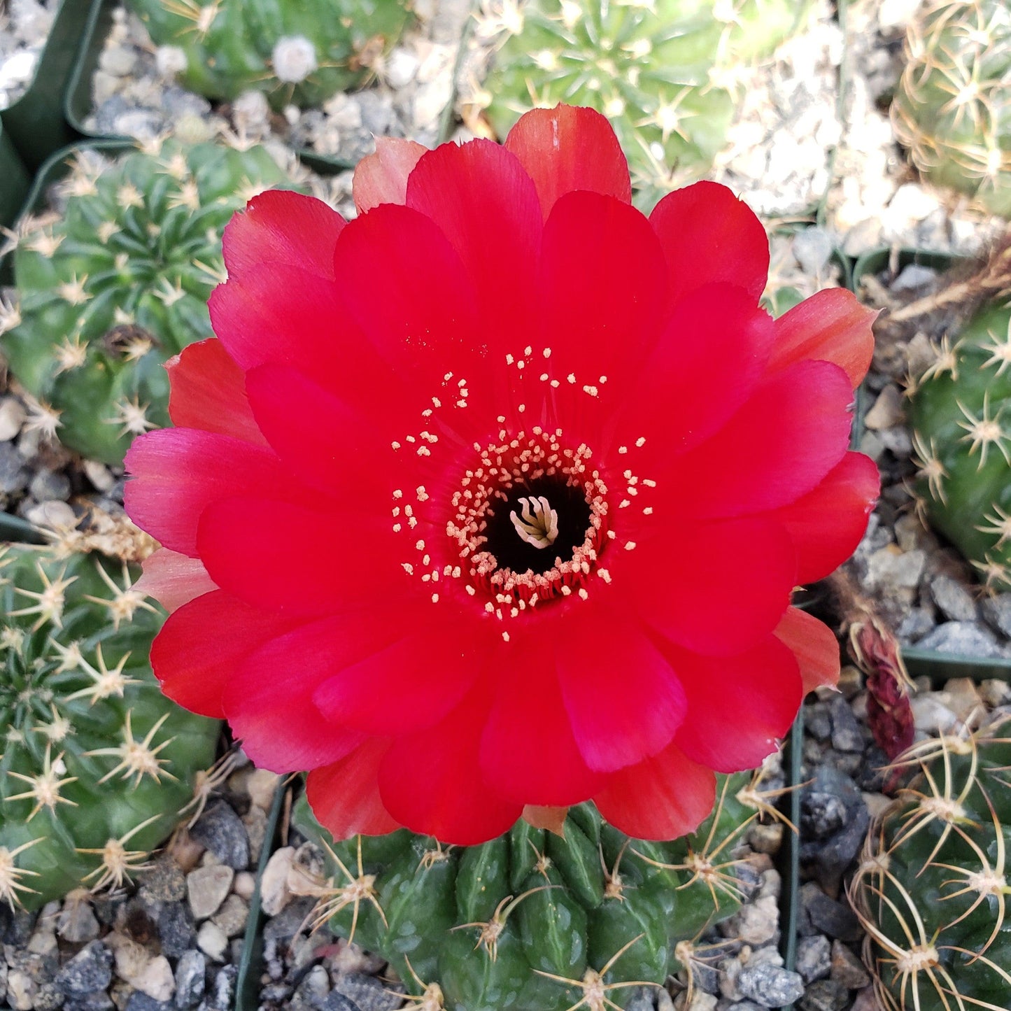 Lobivia prestoana