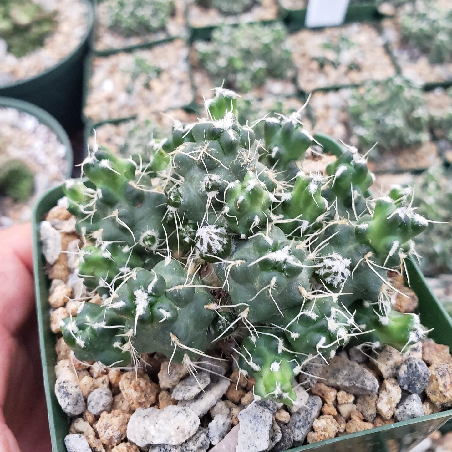 Puna subterranea 'incahuasi'