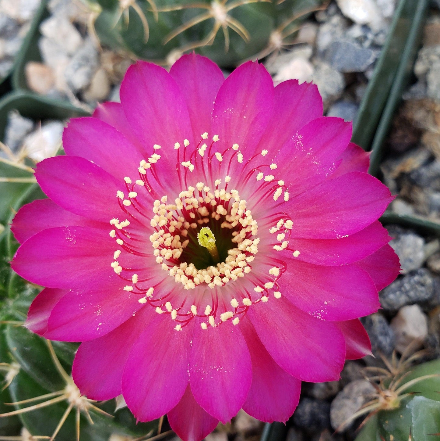 Lobivia prestoana