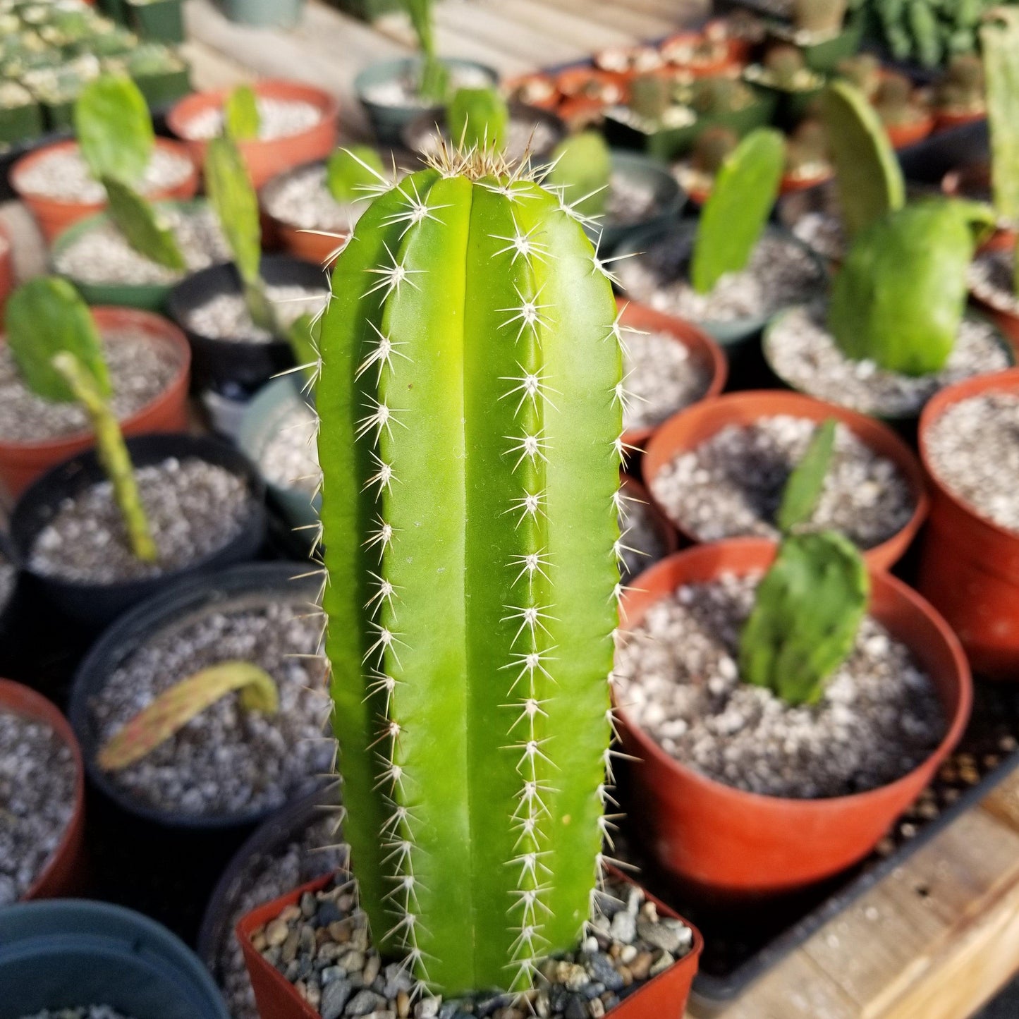 Neobuxbaumia euphorbioides