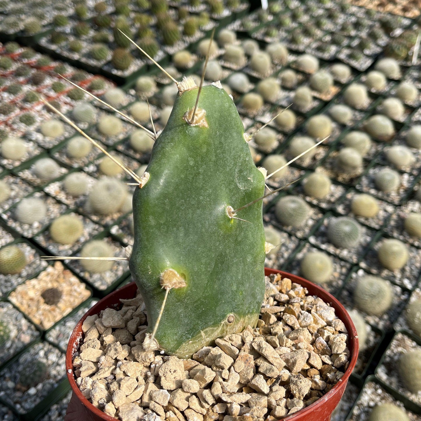 Opuntia quimilo