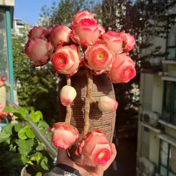 🌱🌹Mountain Rose: Beauty That Never Fades, Even for Newbie Blades!"🌺