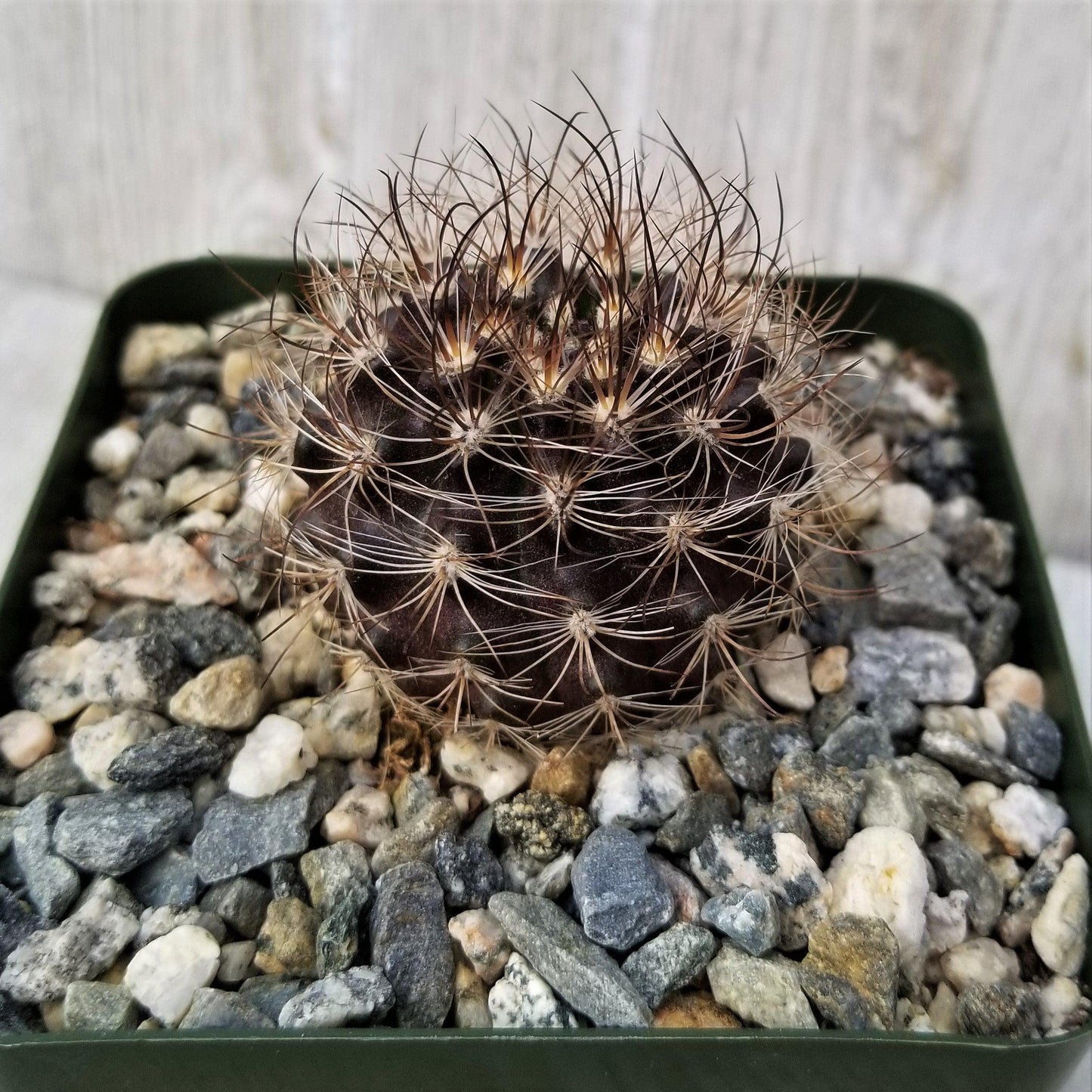 Neoporteria multicolor