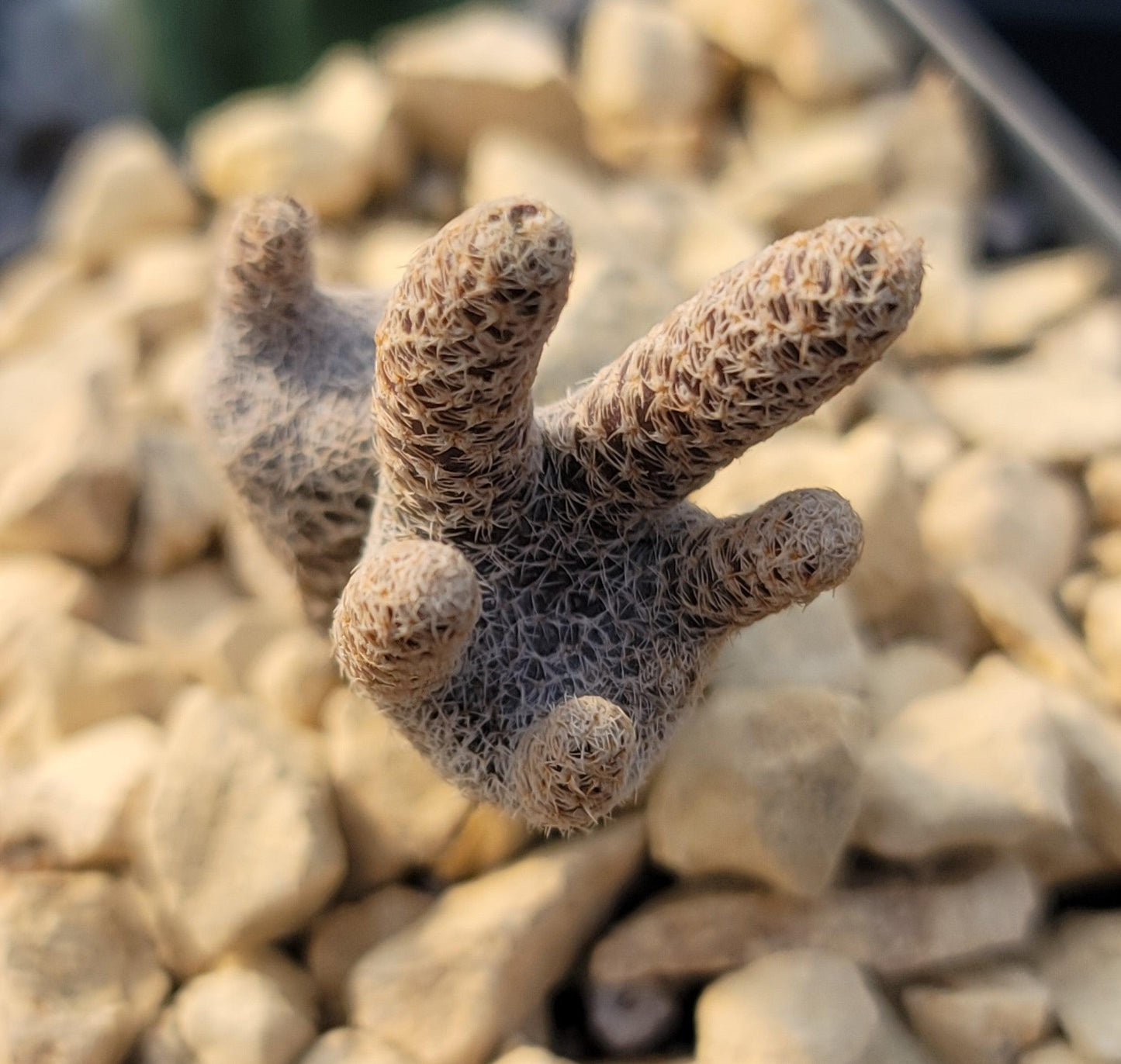 Puna clavarioides (Maihueniopsis clavarioides)