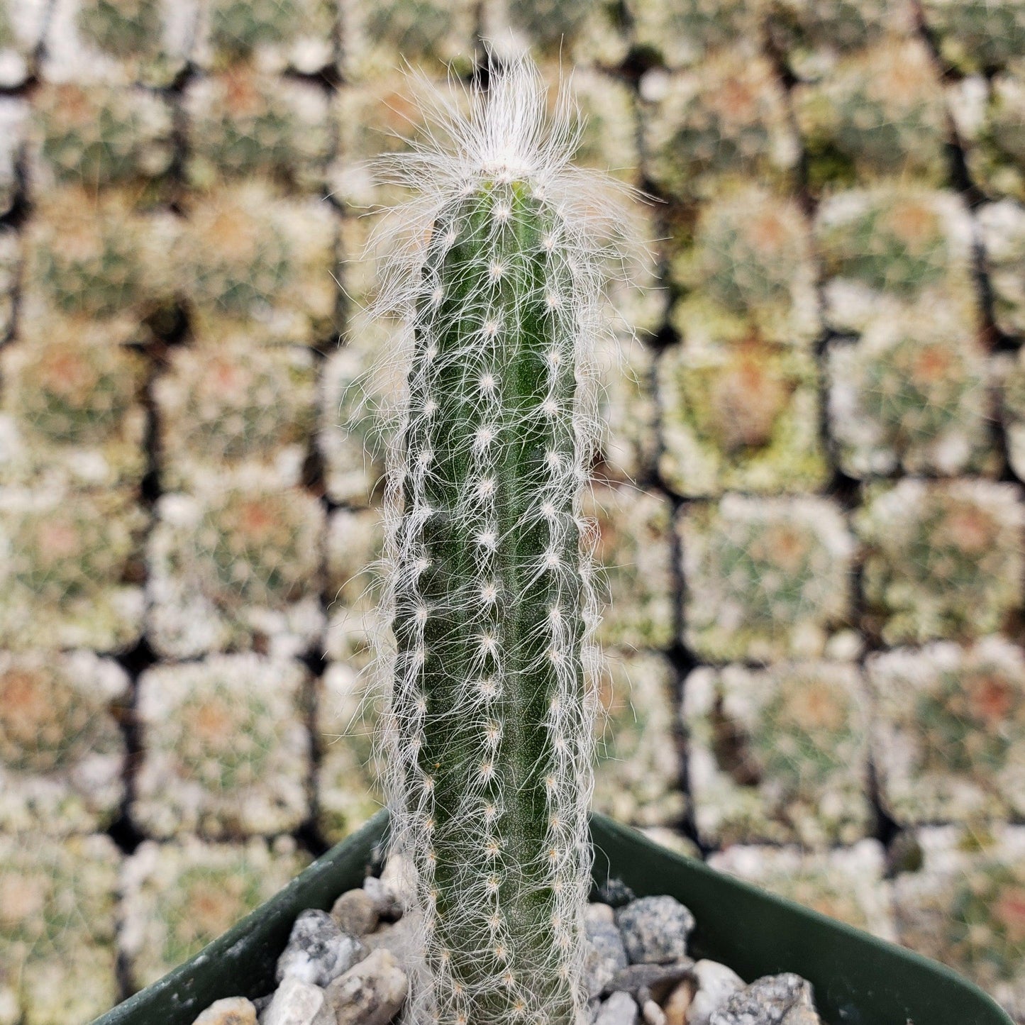 Wilcoxia schmollii