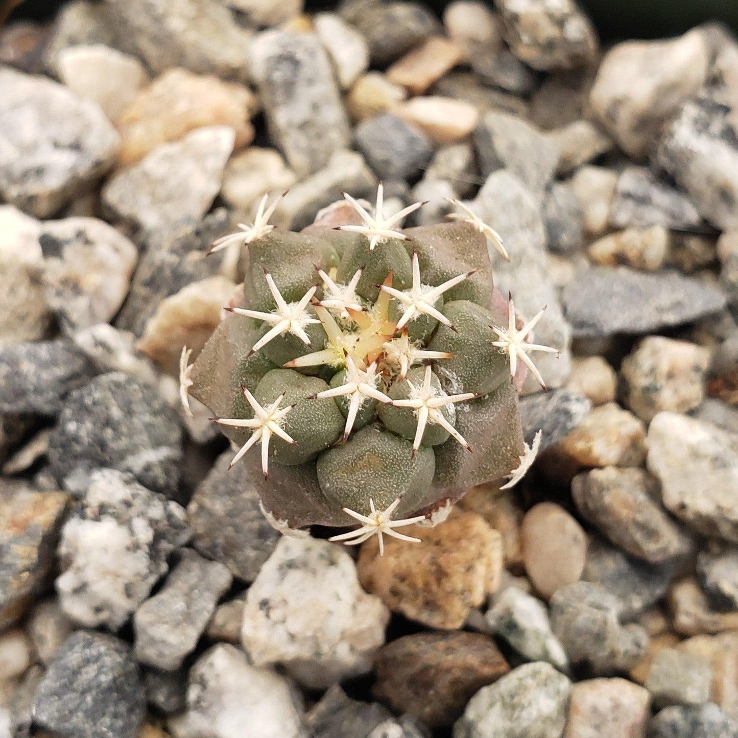 Turbinicarpus lophophoroides