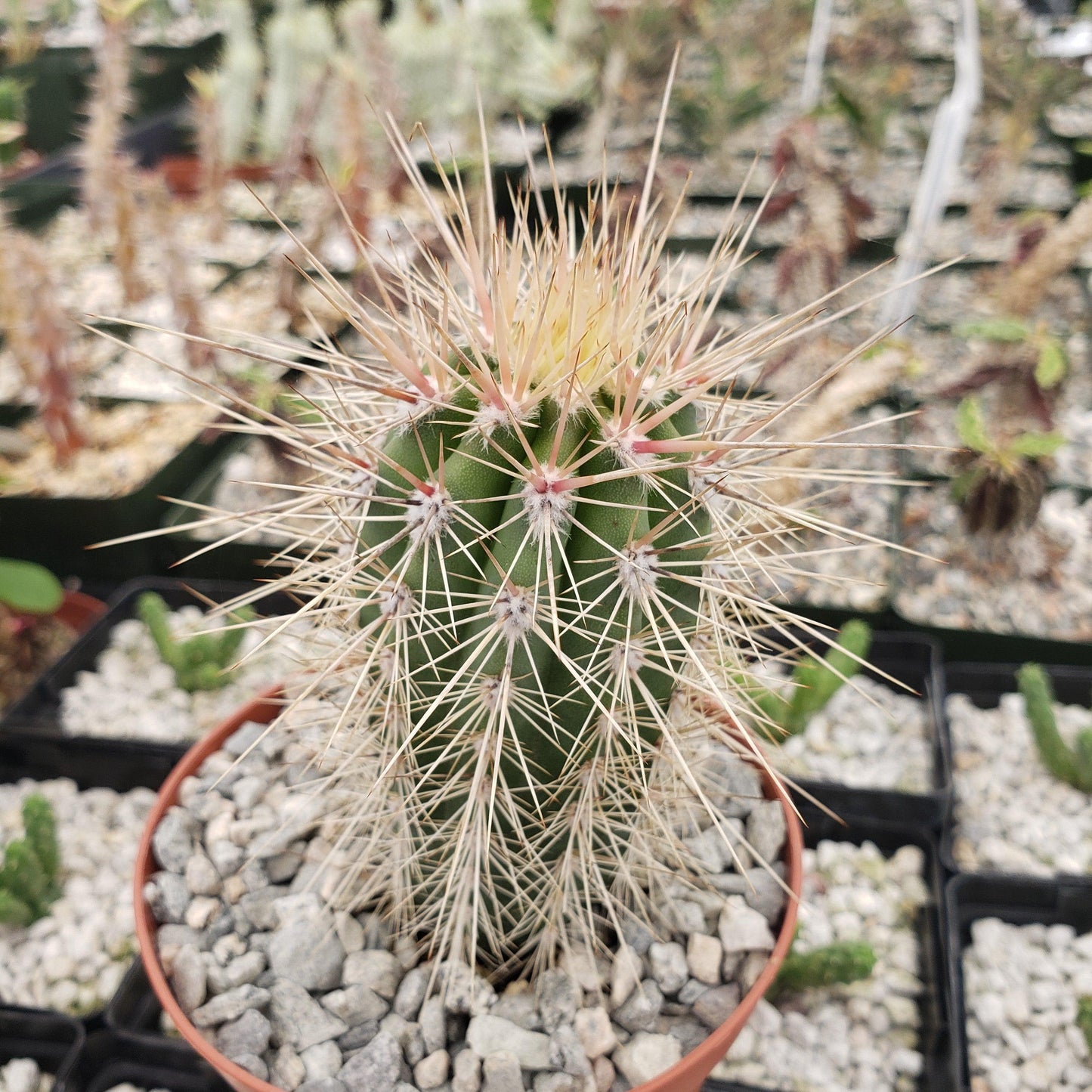 Cardon Cactus 'Pachycereus pringlei'