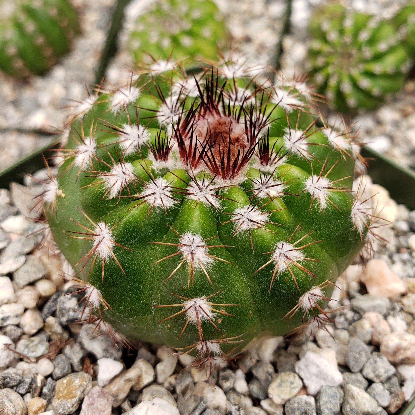 Notocactus carambeiensis
