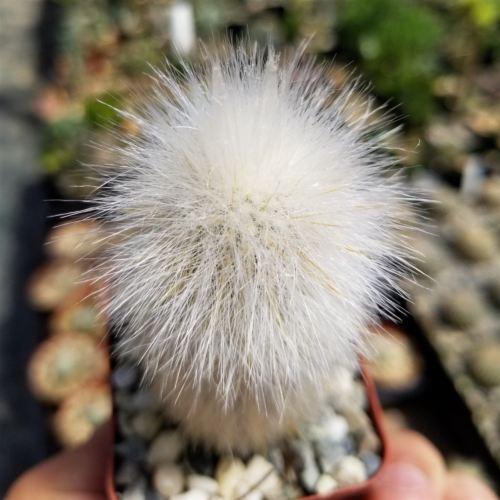Silver Torch Cactus 'Cleistocactus strausii'
