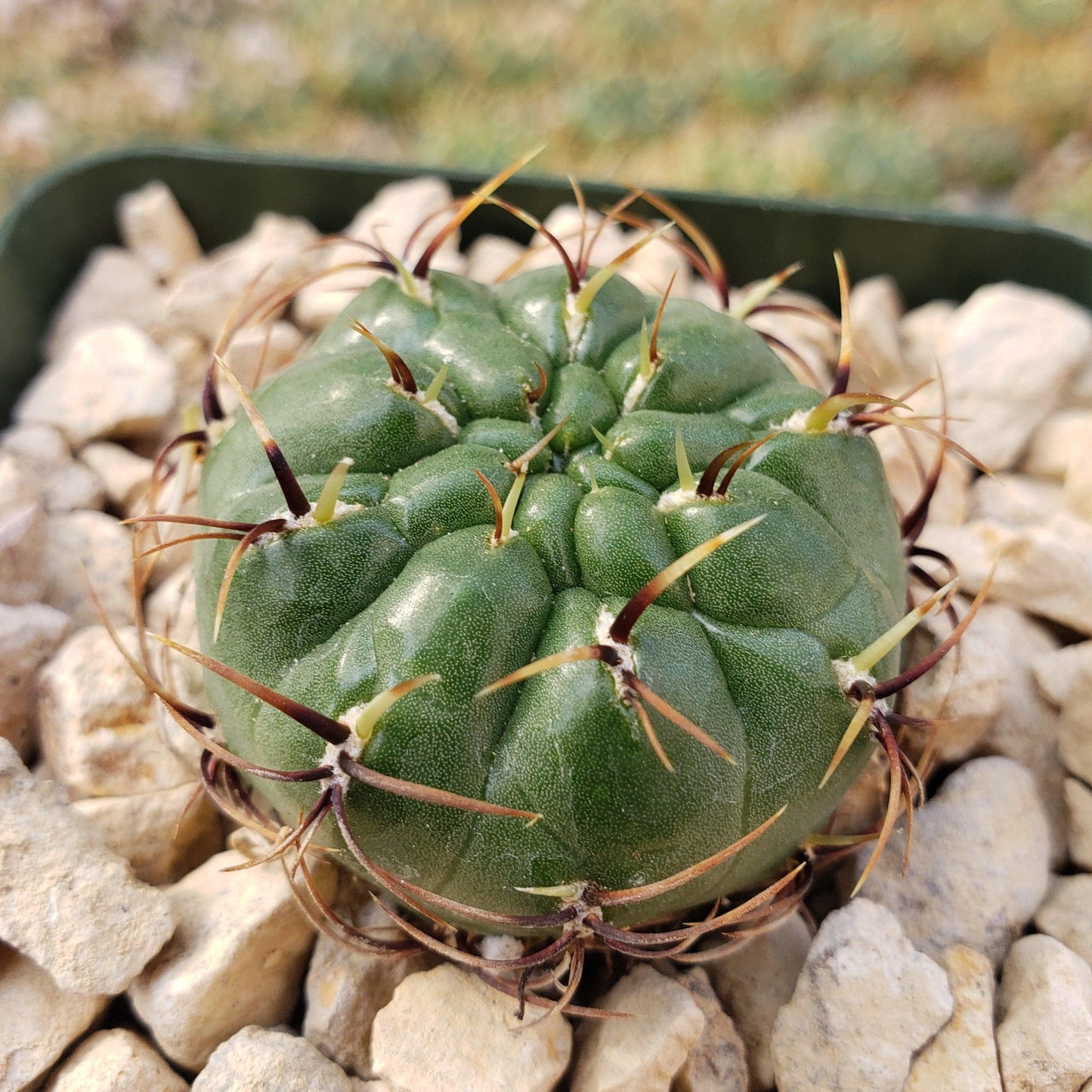 Submatucana aureiflora