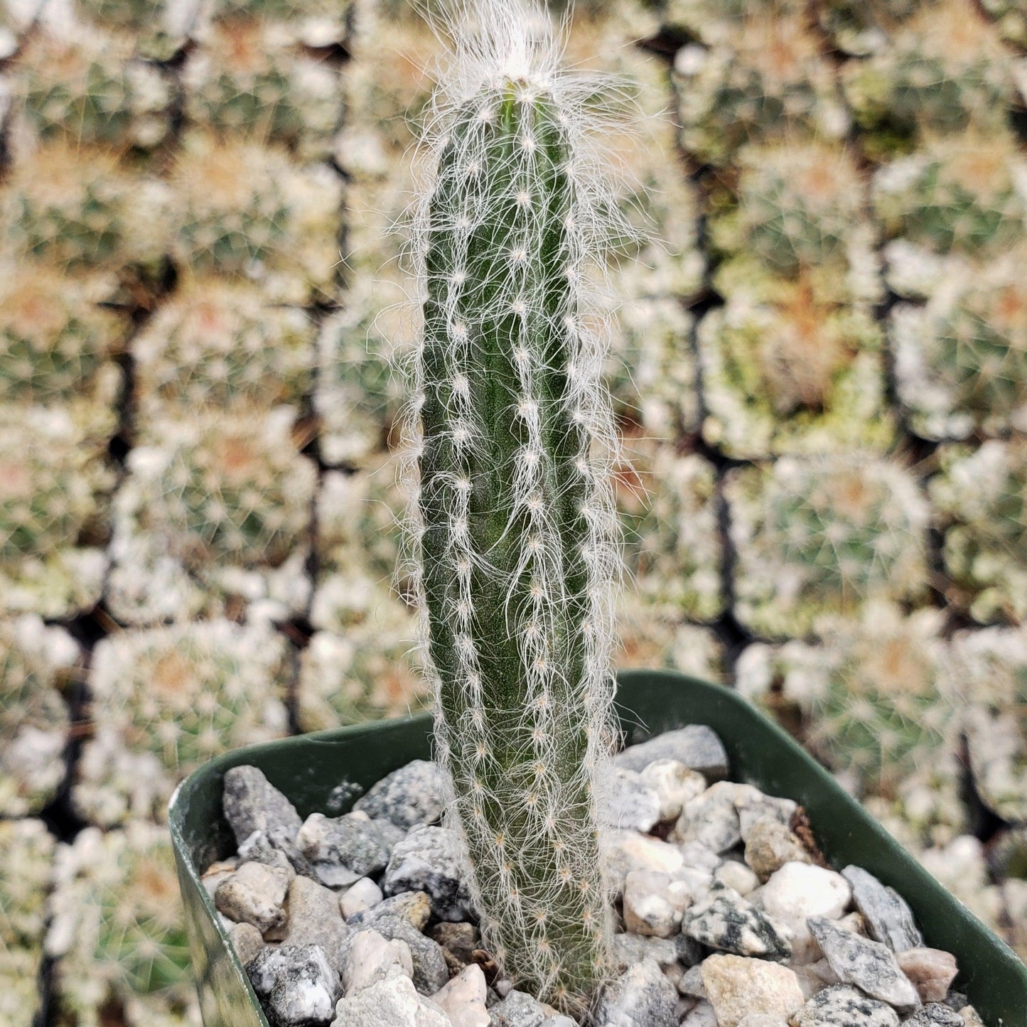 Wilcoxia schmollii