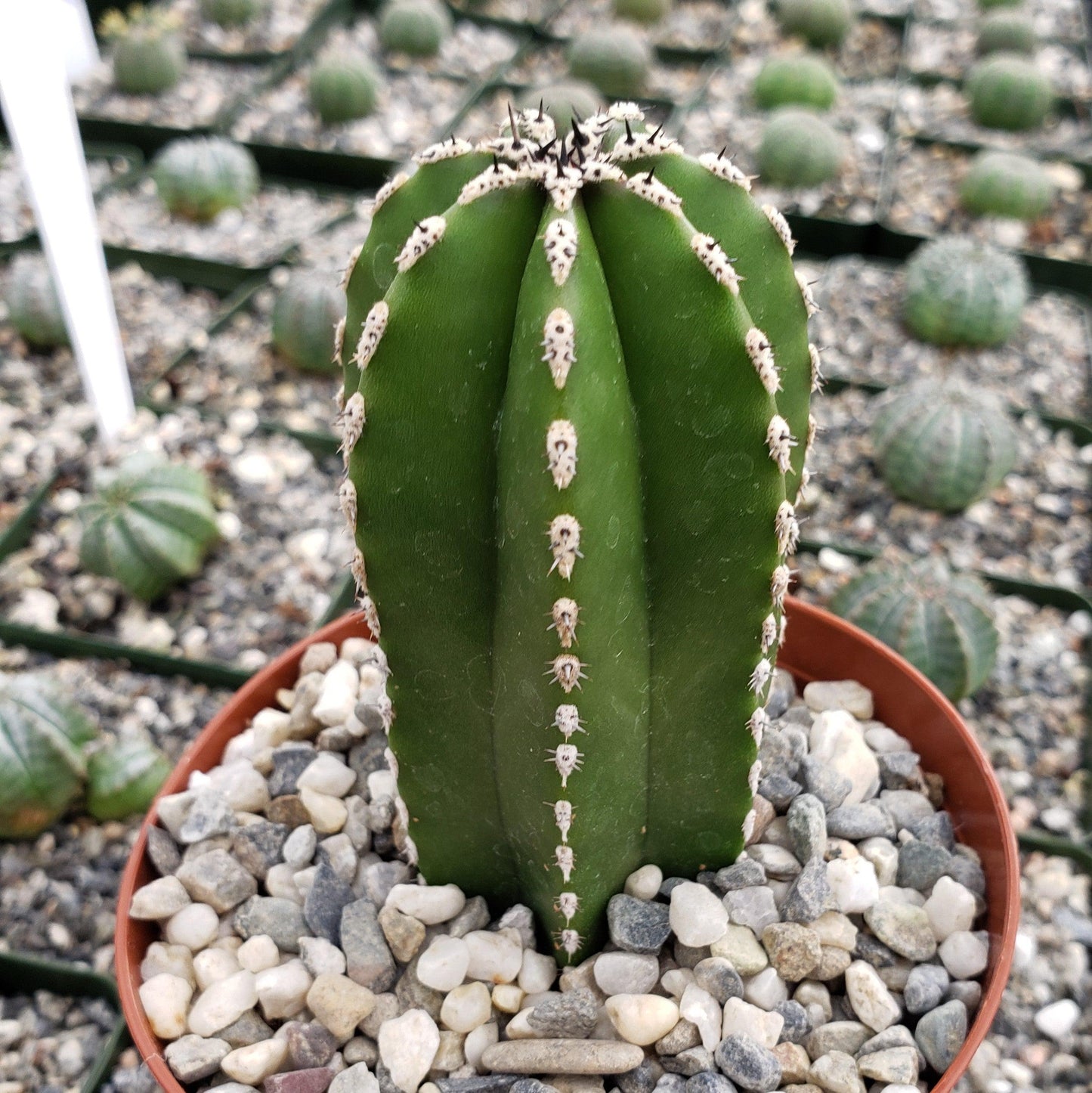 Mexican Fence Post Cactus 'Pachycereus marginatus'