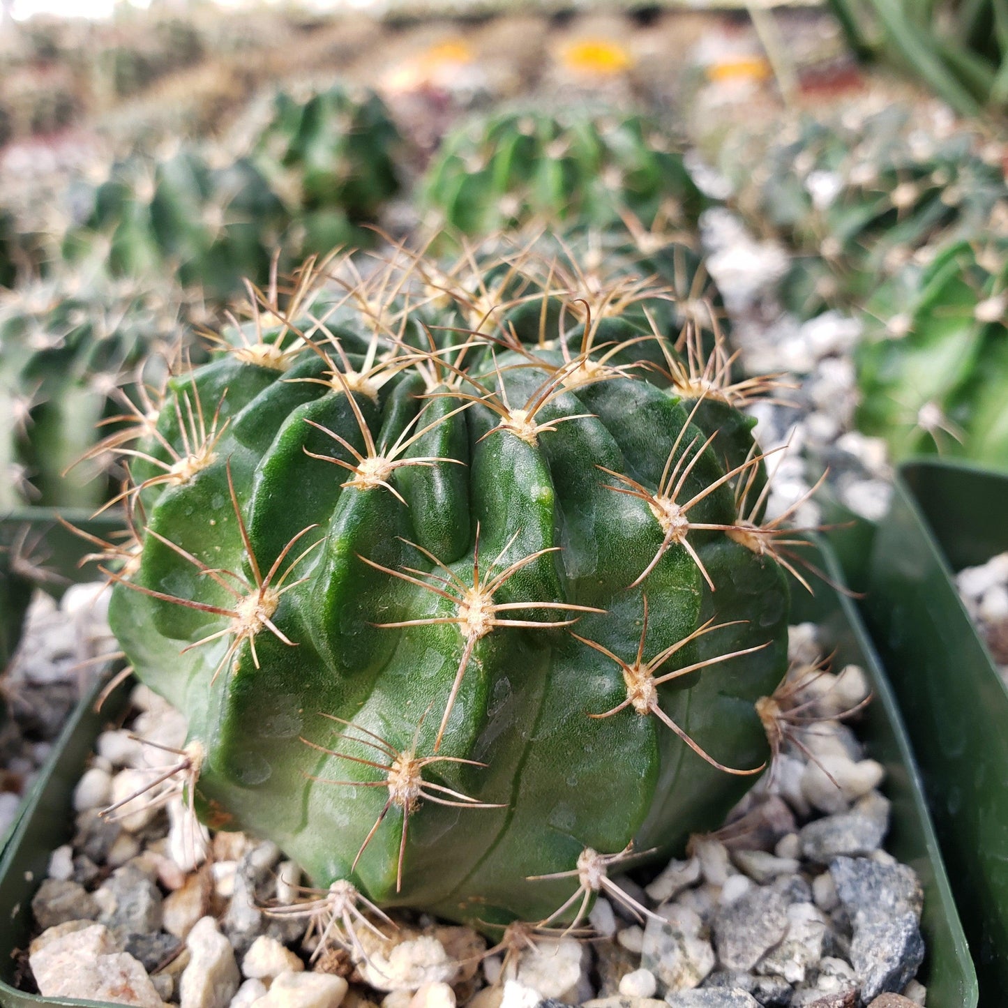 Lobivia Jajoiana