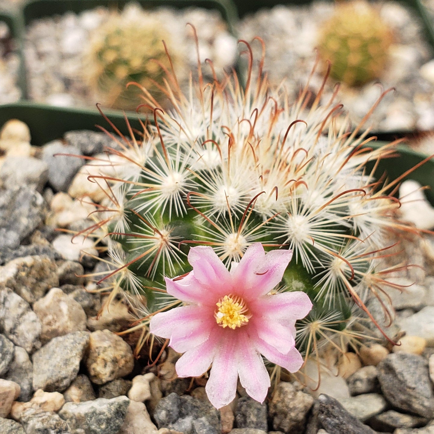 Mammillaria moelleriana
