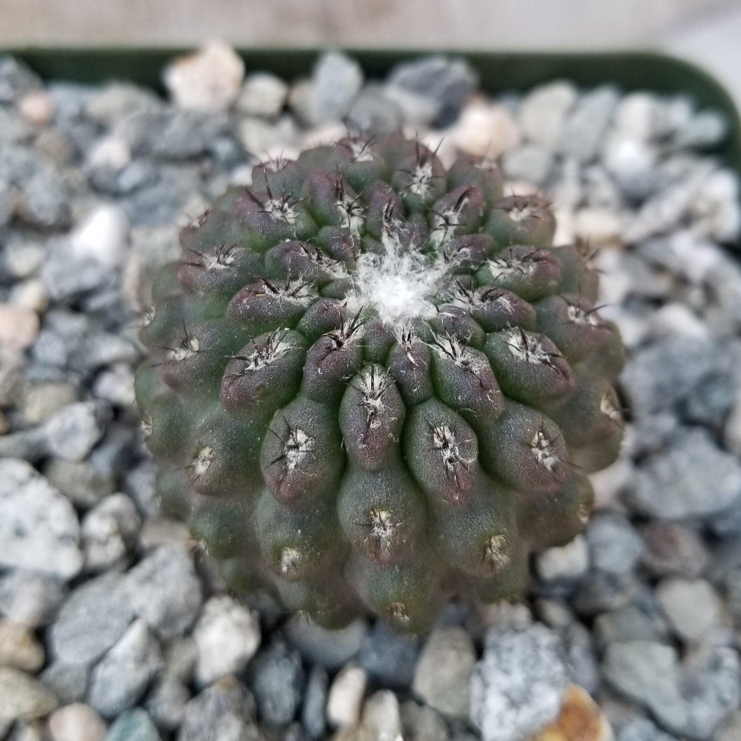 Neochilenia vexata