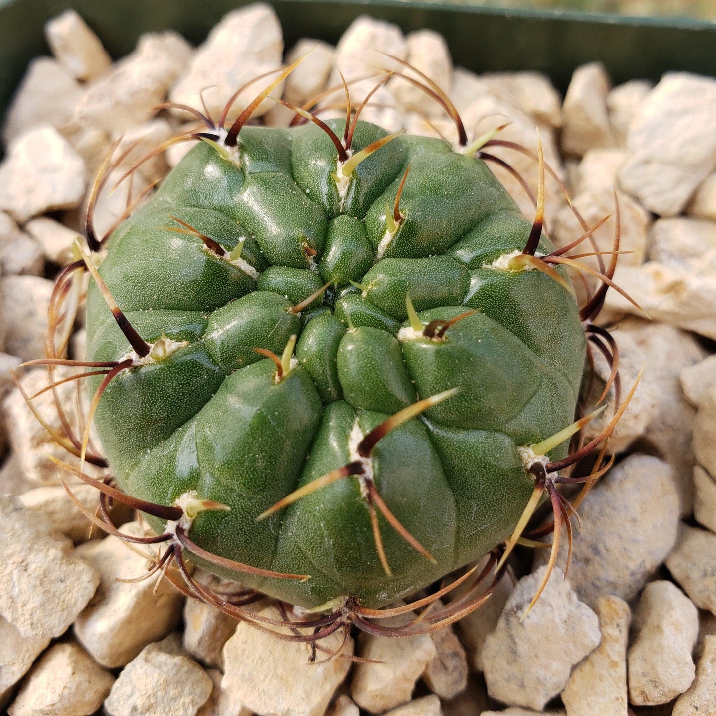 Submatucana aureiflora