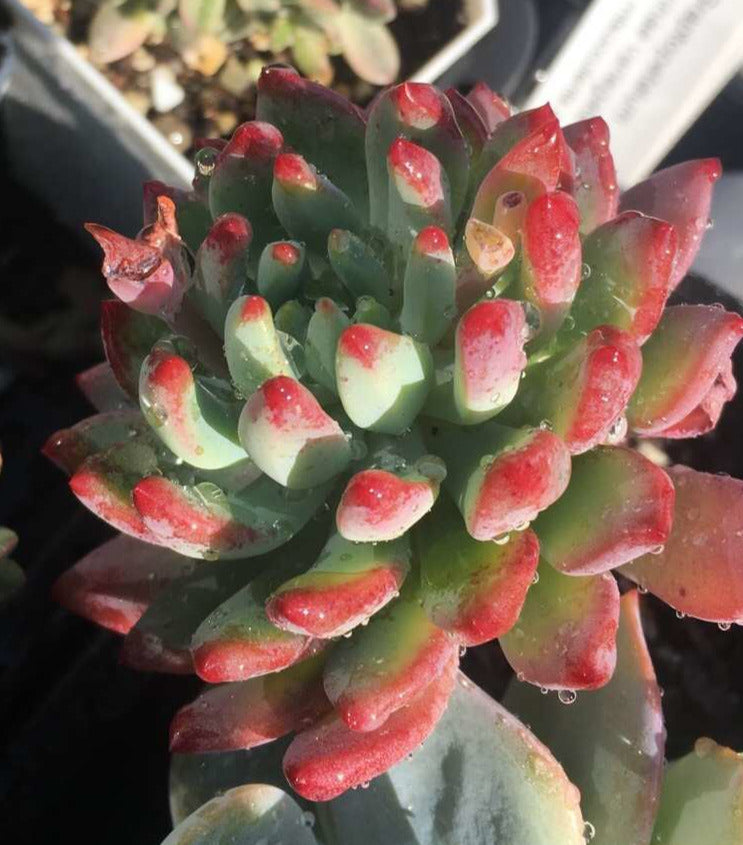 Sedeveria blue elf SMALL
