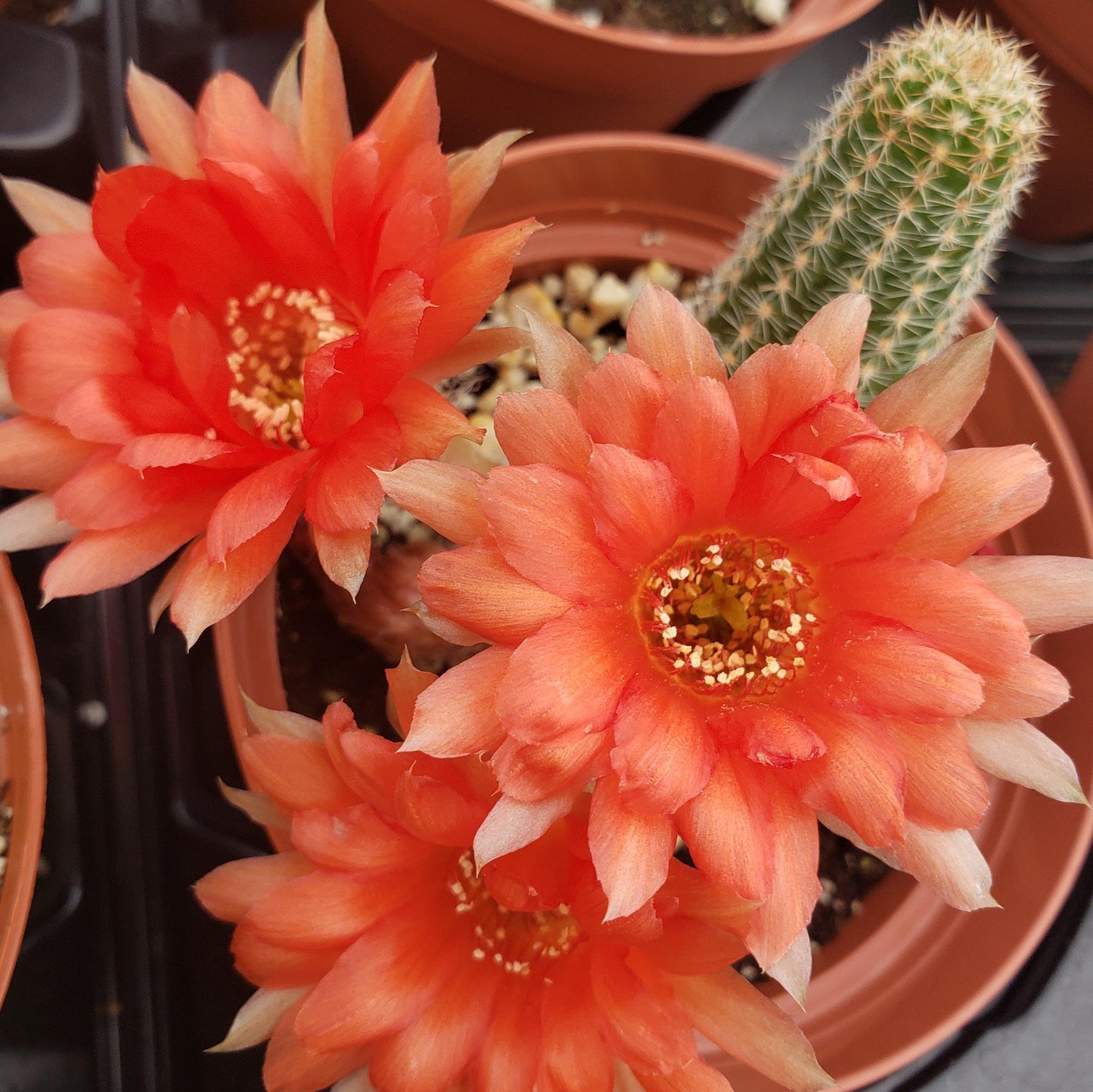 Peanut Cactus ‘Echinopsis chamaecereus’