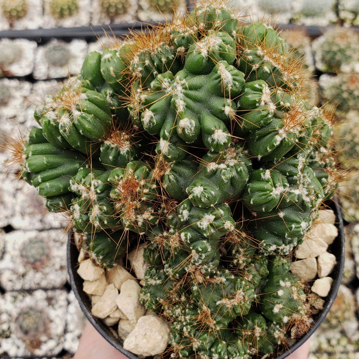 Cereus peruvianus monstrose 'Petra'