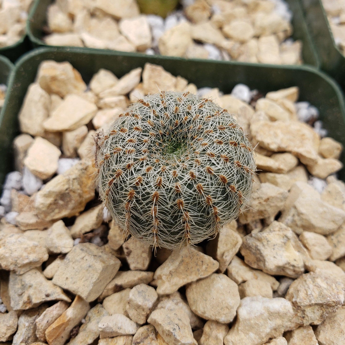 Frailea gloriosa