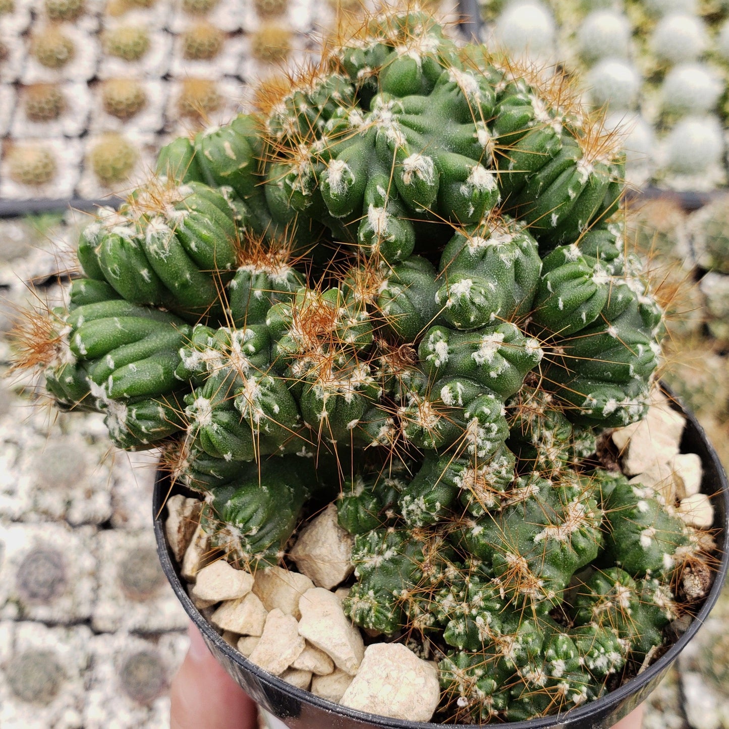 Cereus peruvianus monstrose 'Petra'