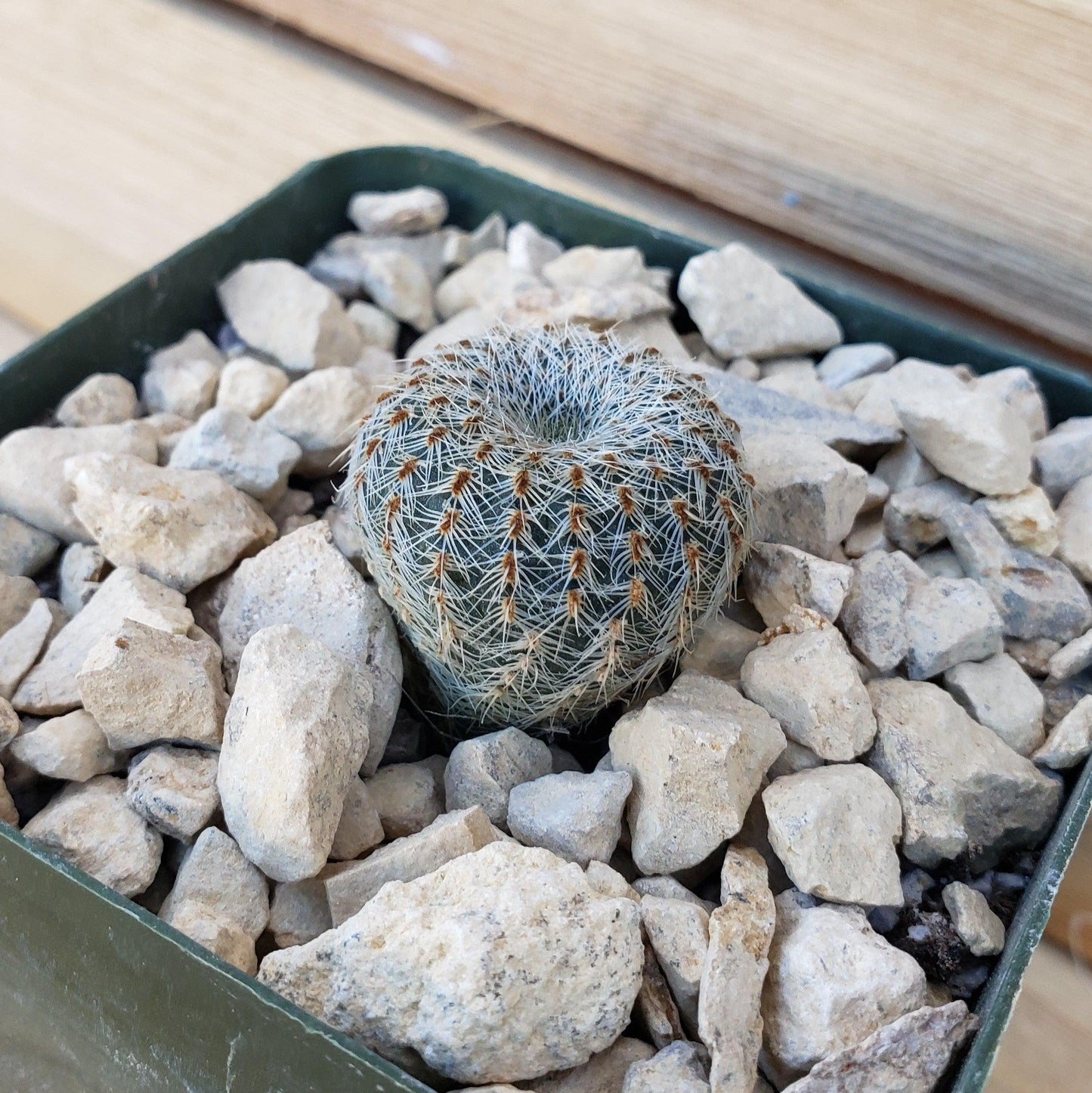 Frailea gloriosa