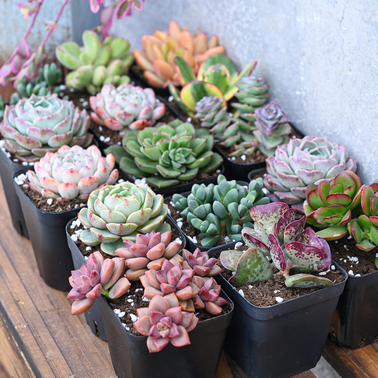 Succulent plant combination set 15pcs