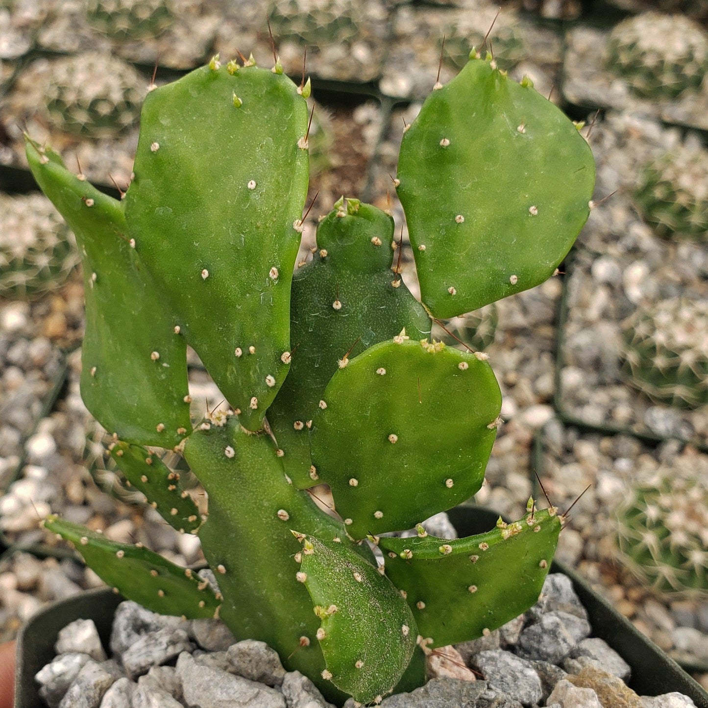 Brazilian Prickly Pear - Opuntia argentiniana