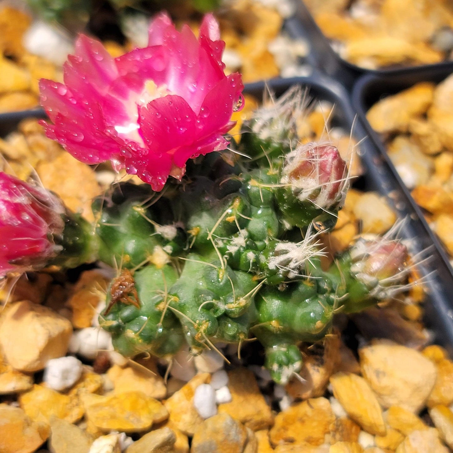 Puna subterranea 'incahuasi'