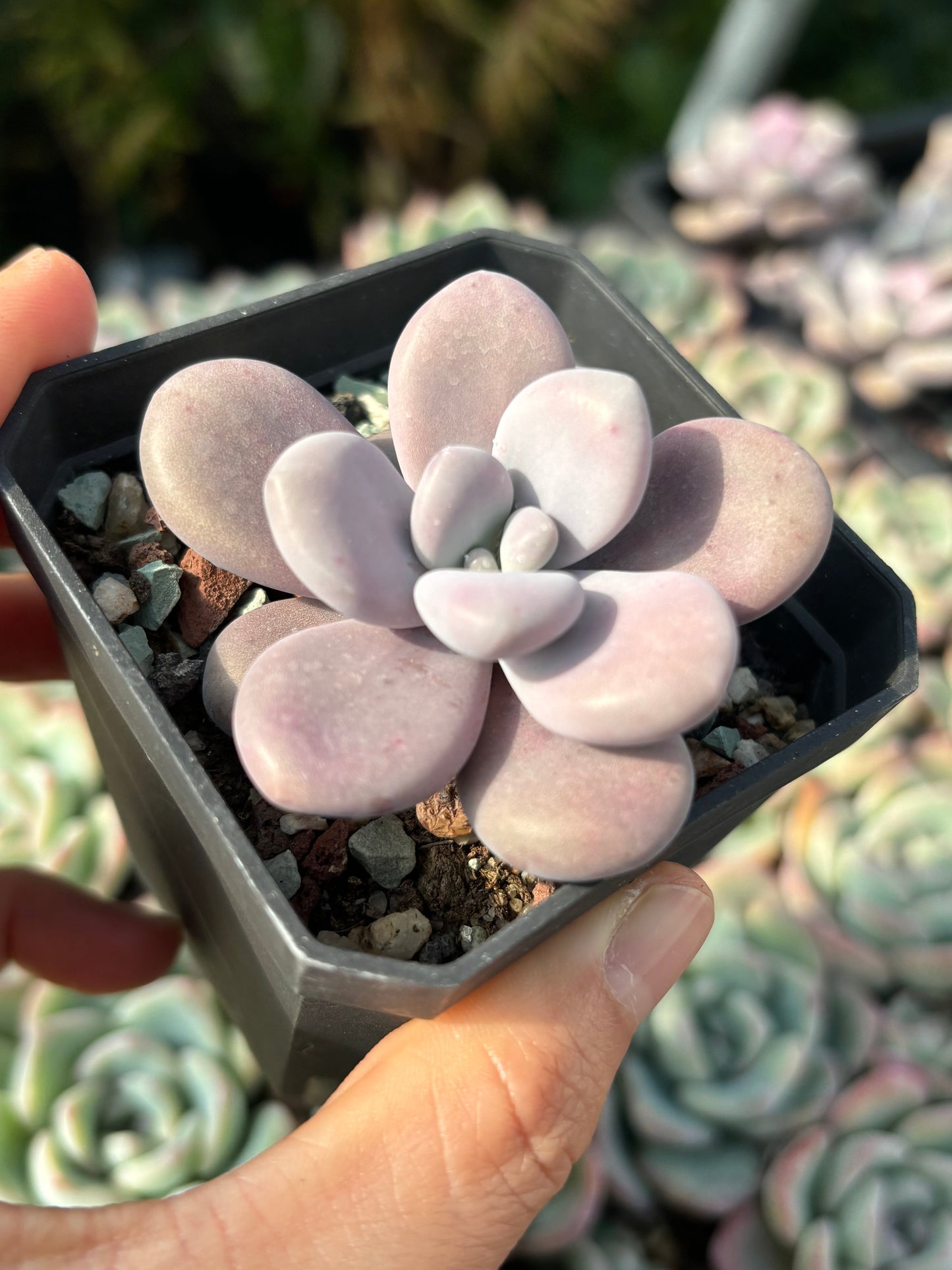 Specail!Graptopetalum Amethystinum Lavender Pebbles 桃蛋