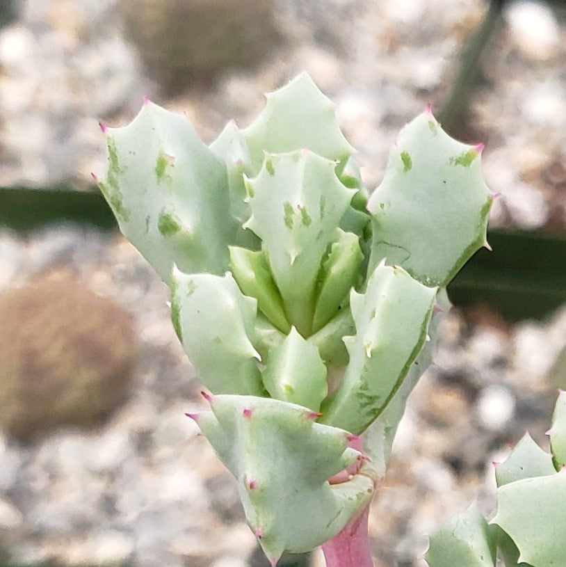 Pink Ice plant Succulent 'Oscularia deltoides'