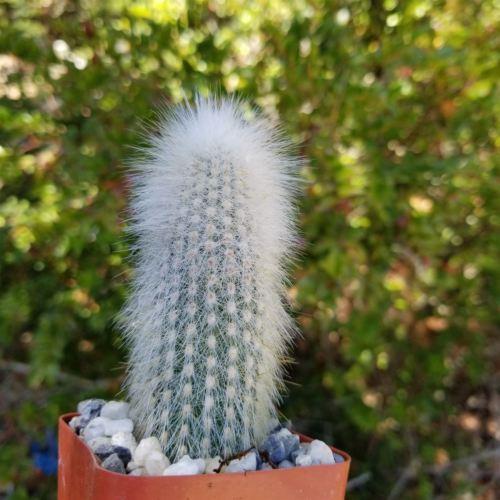 Silver Torch Cactus 'Cleistocactus strausii'