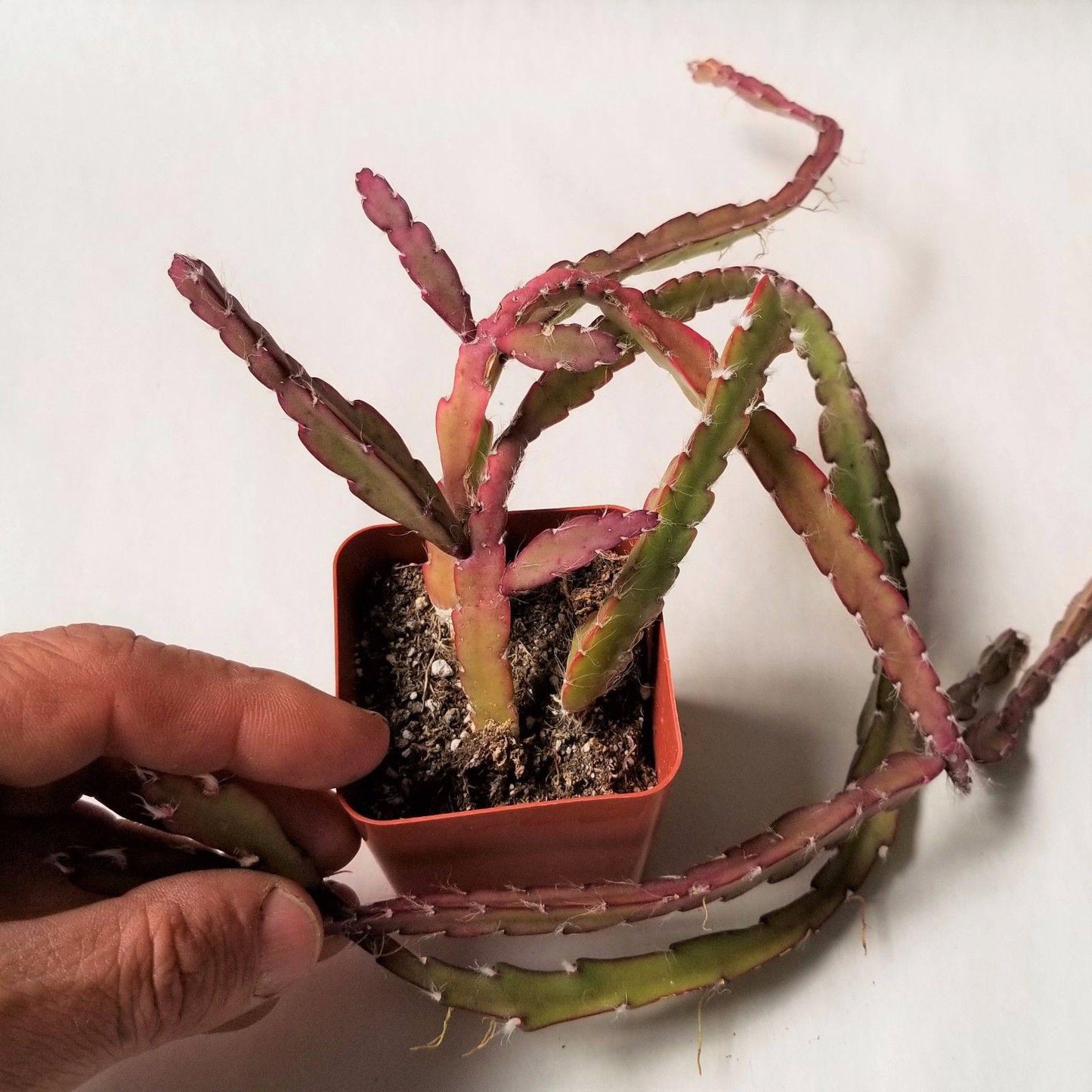 Hurricane Cactus 'Lepismium Cruciforme'