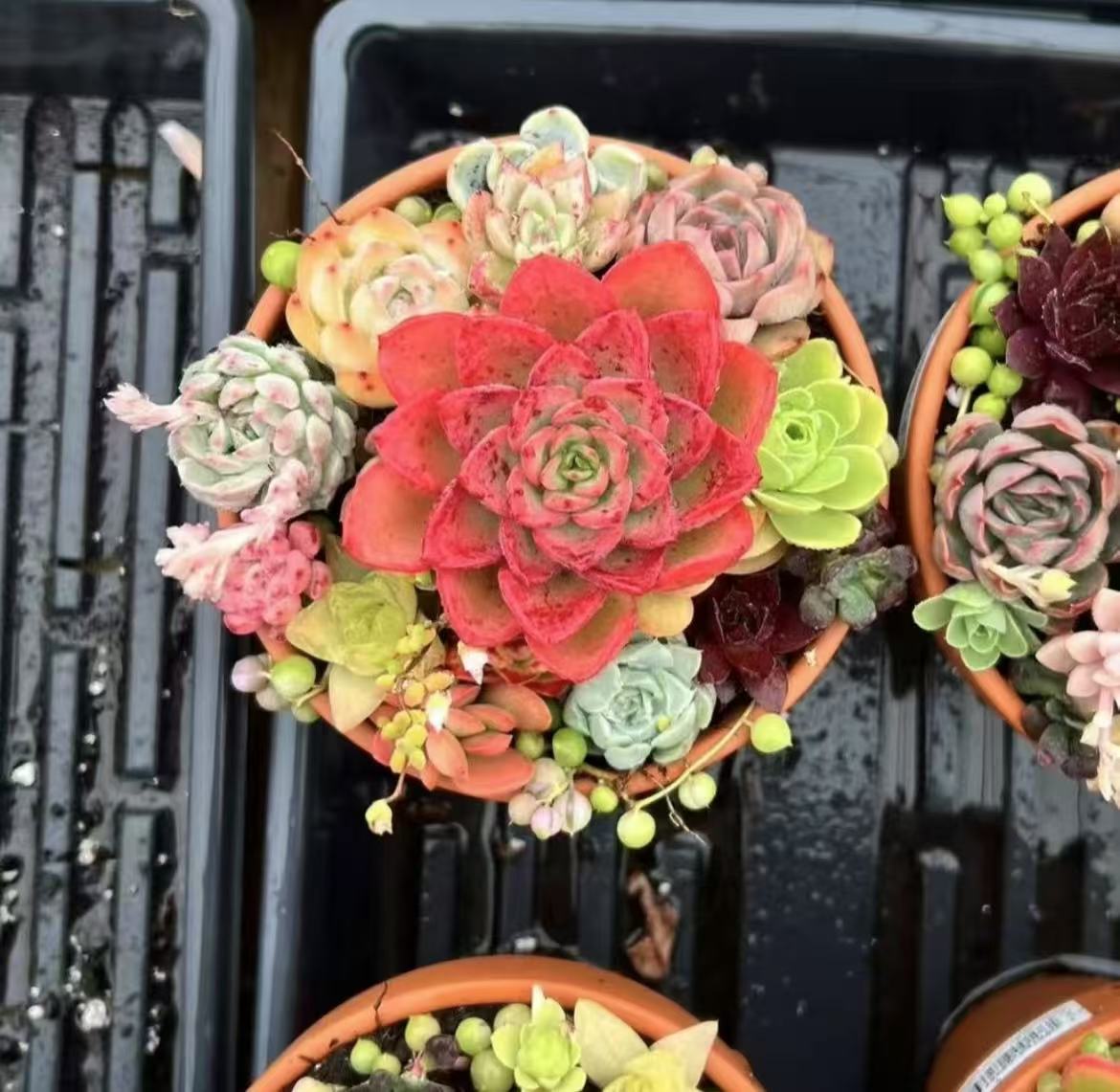A variety of mini succulents