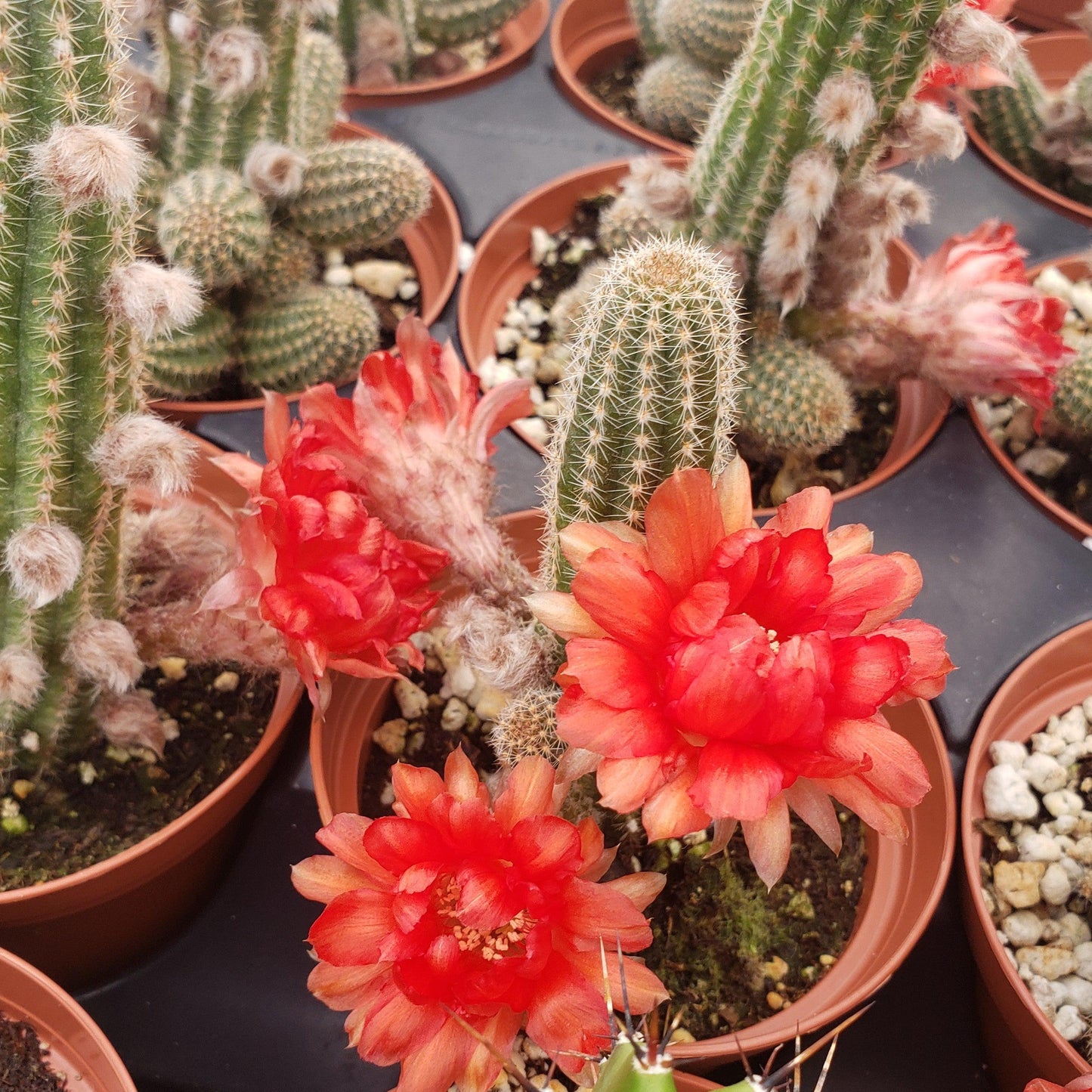 Peanut Cactus ‘Echinopsis chamaecereus’