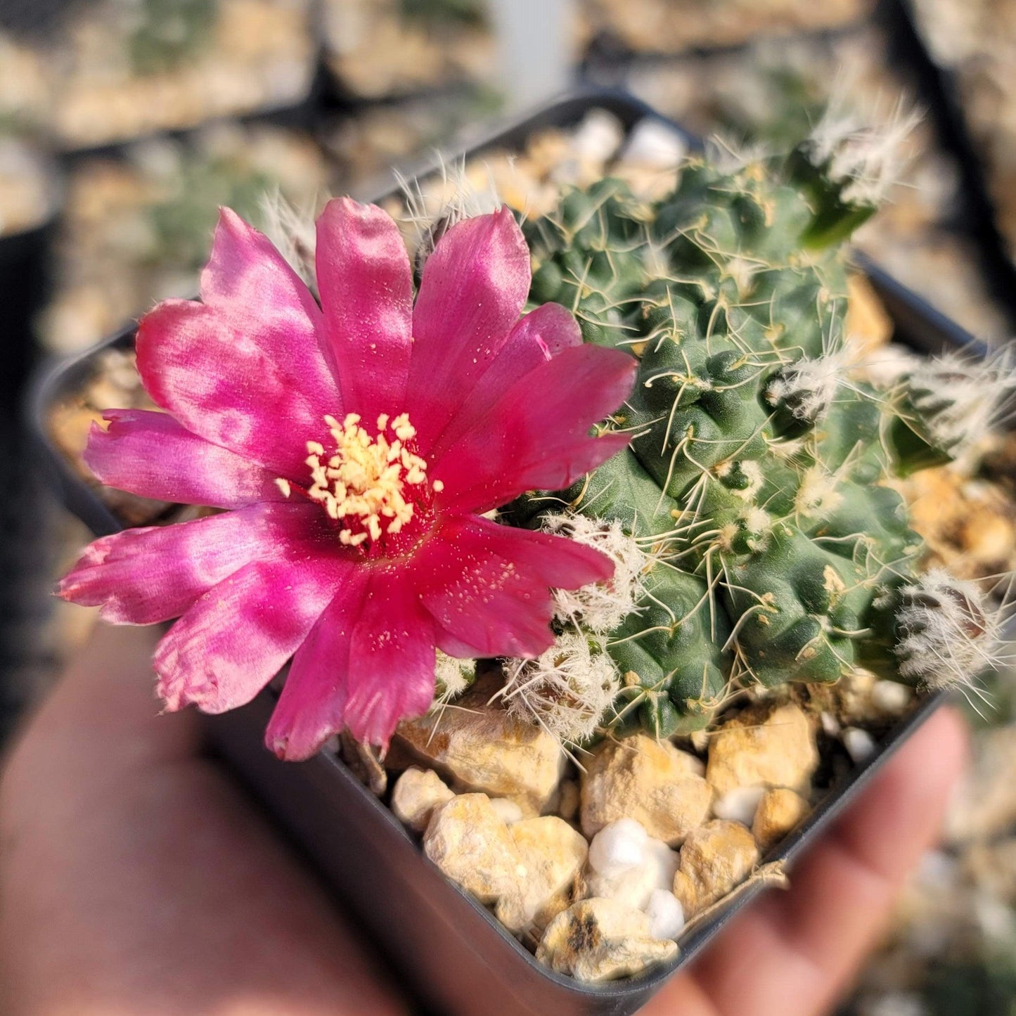 Puna subterranea 'incahuasi'