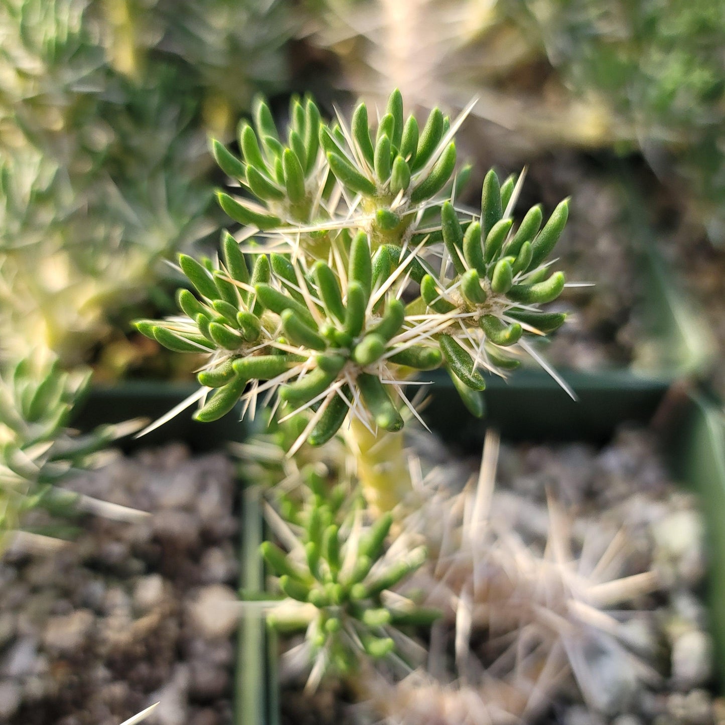 Maihuenia poeppigii
