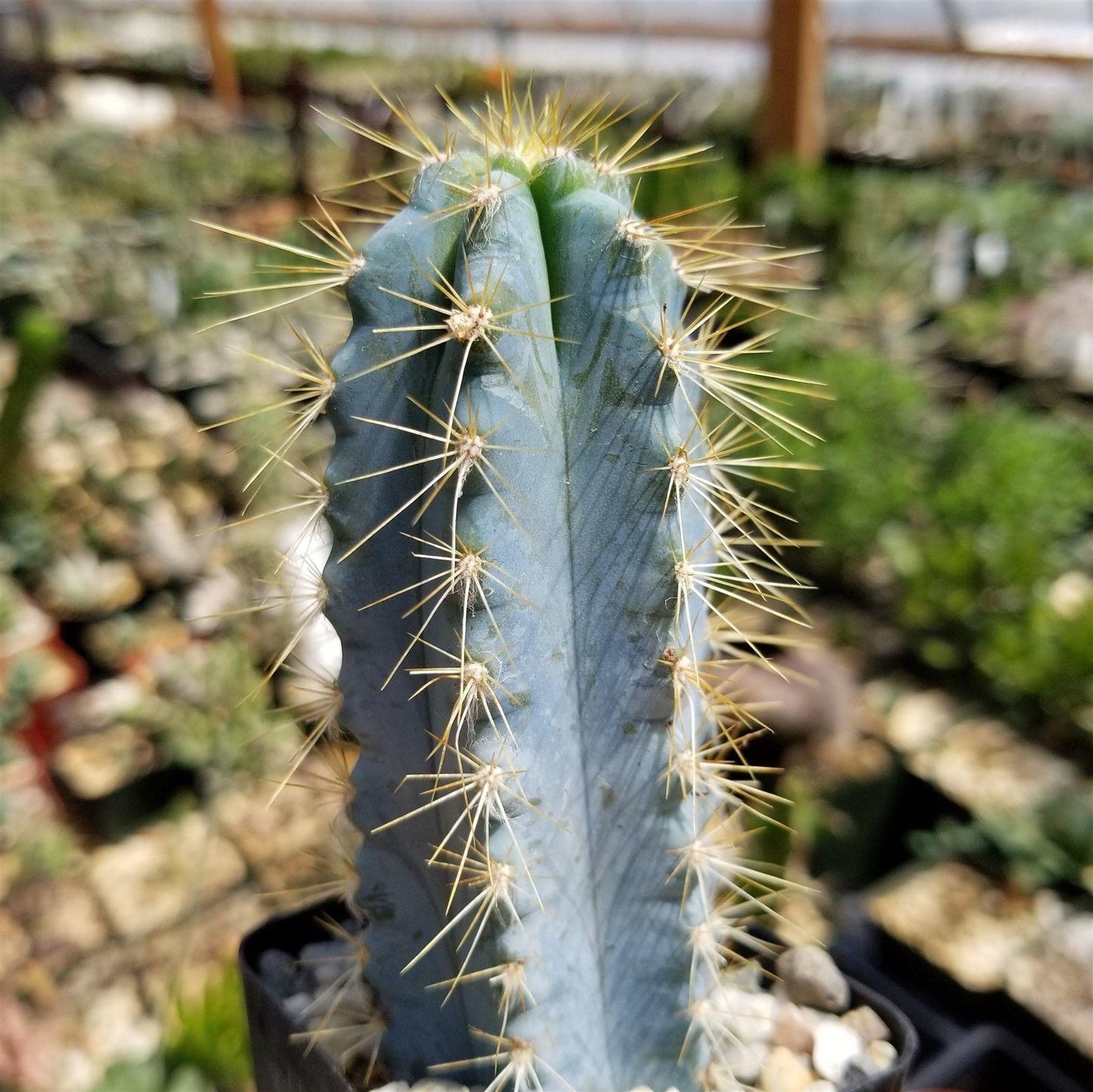 Brazilian Blue Cactus - Blue Columnar Cactus 'Pilosocereus azureus'