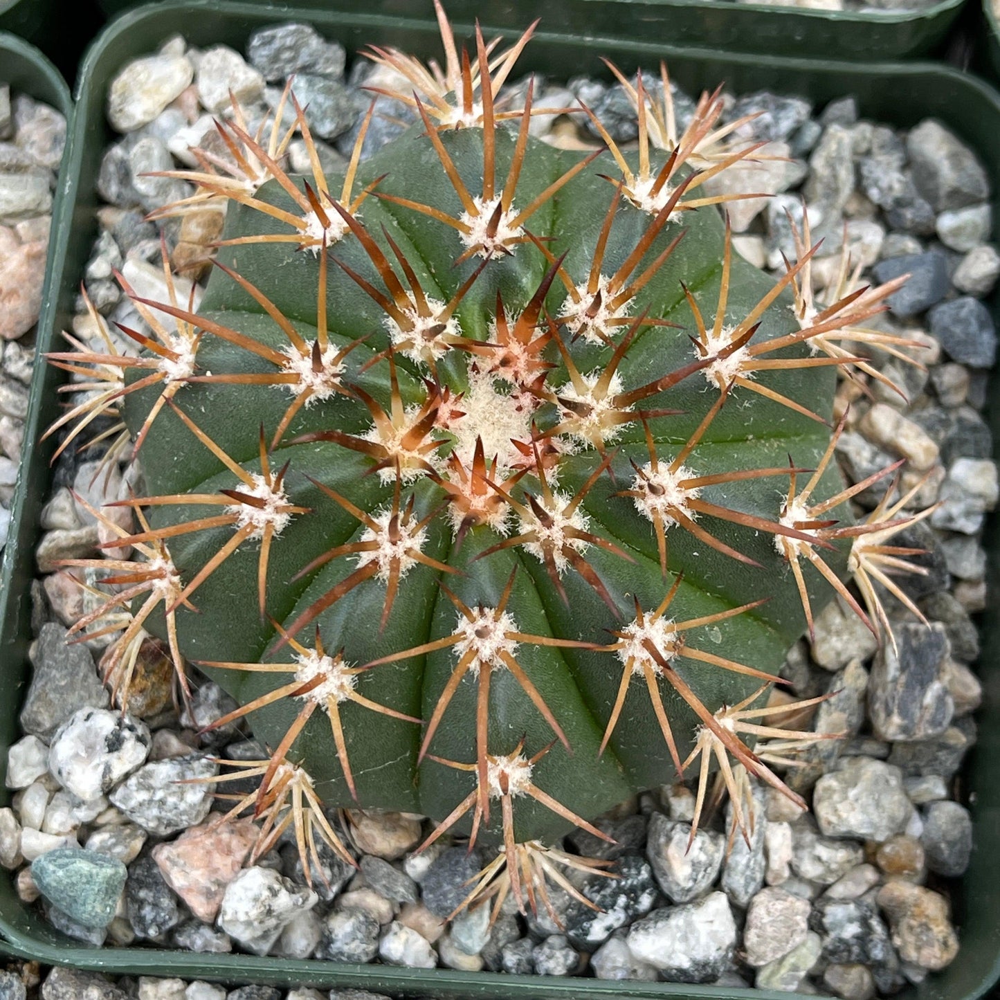 Melocactus conoideus