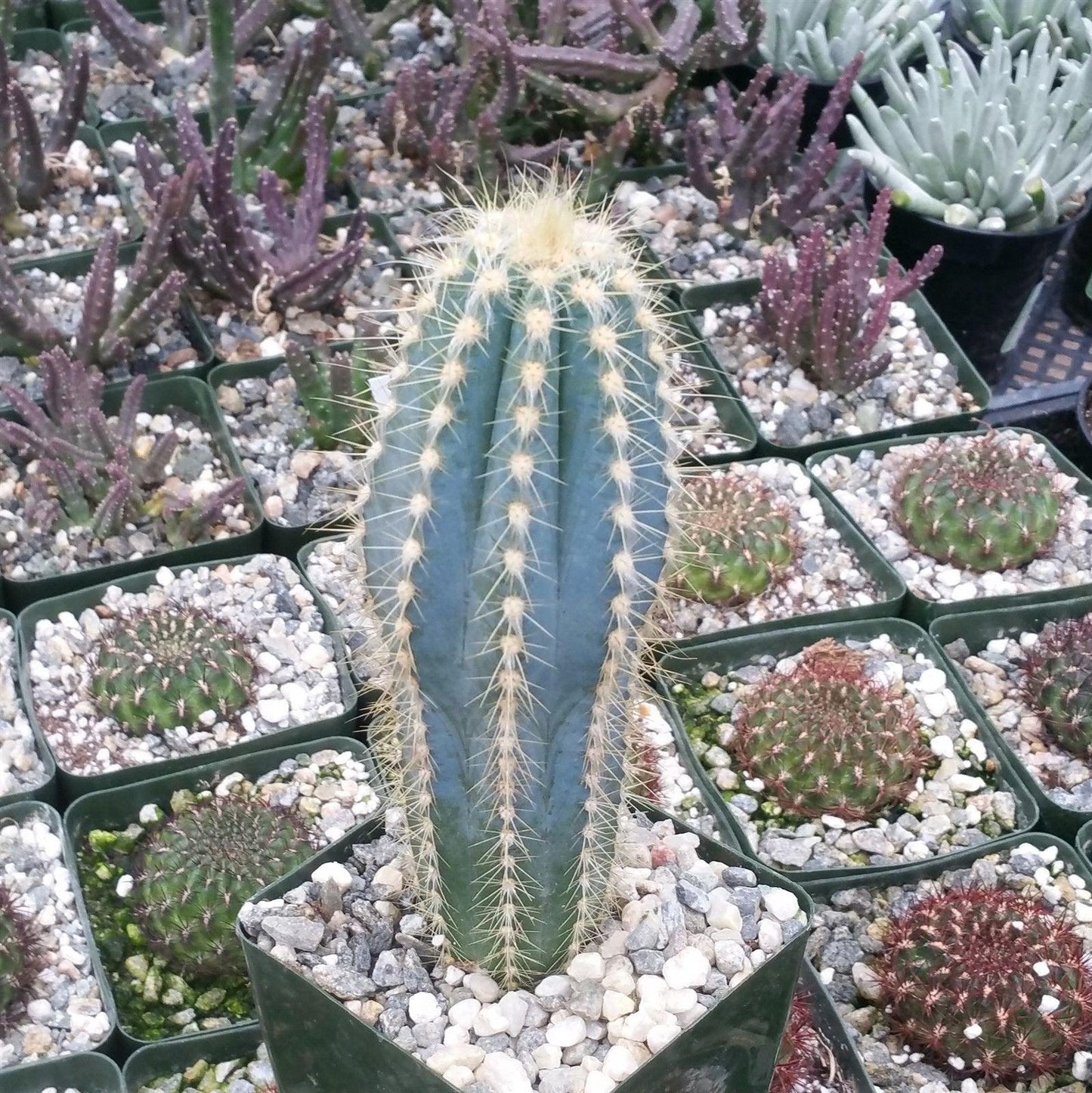 Blue Torch Cactus 'Pilosocereus pachycladus'