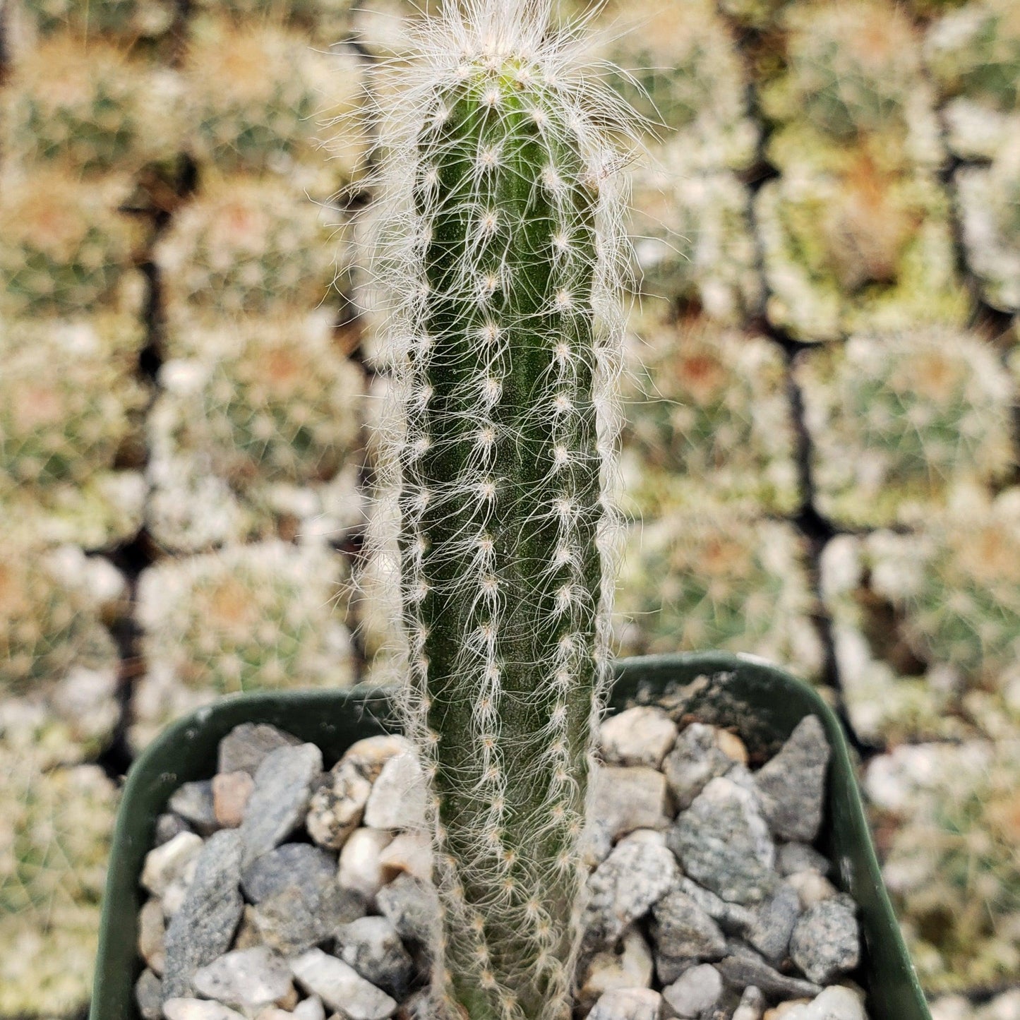 Wilcoxia schmollii
