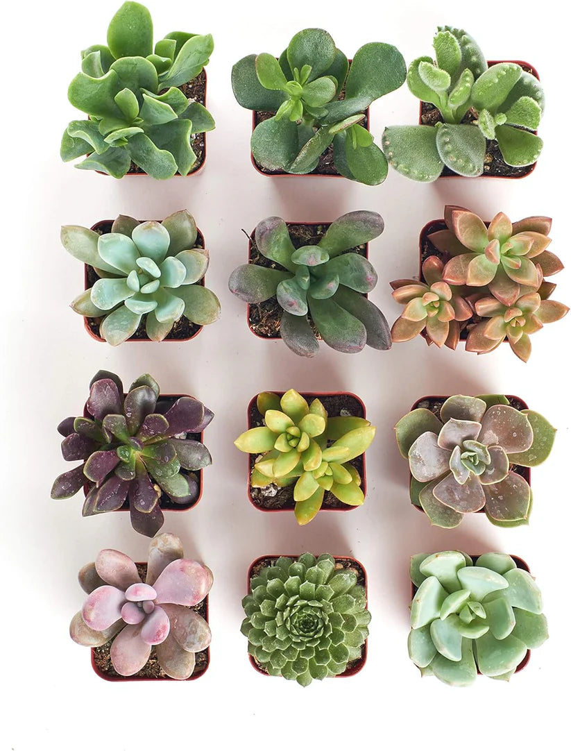 Succulent plant combination set 12pcs