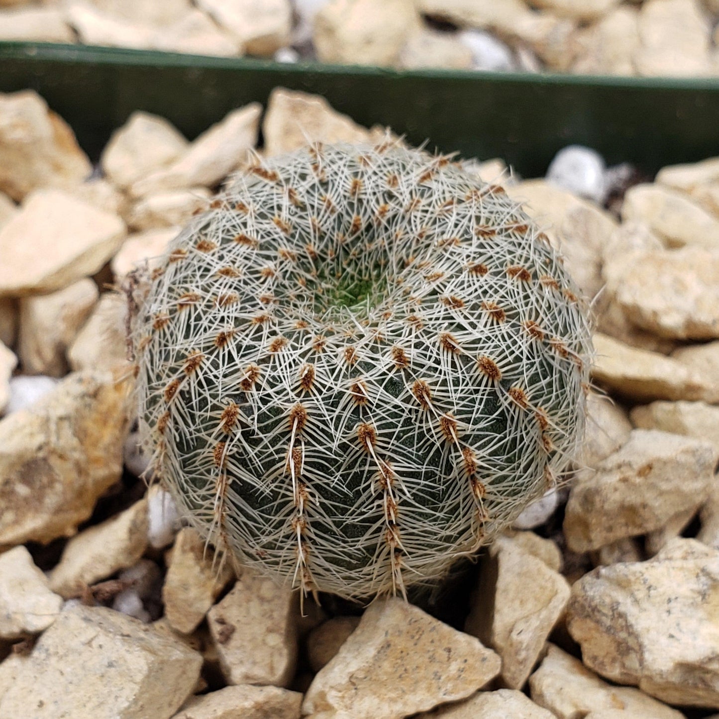 Frailea gloriosa