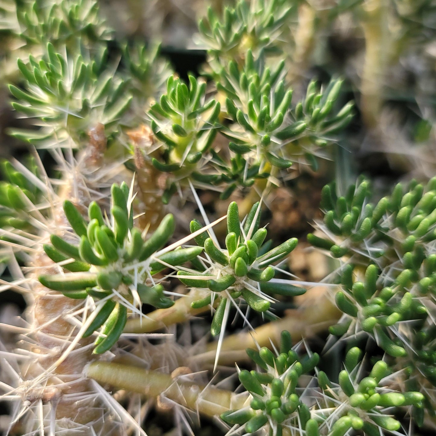 Maihuenia poeppigii