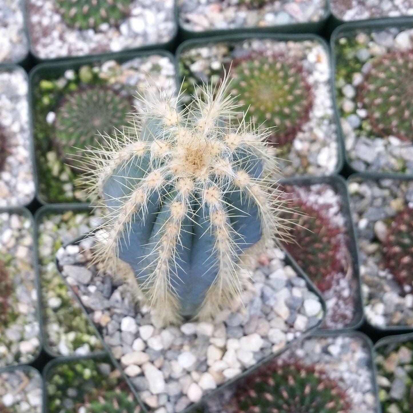Blue Torch Cactus 'Pilosocereus pachycladus'