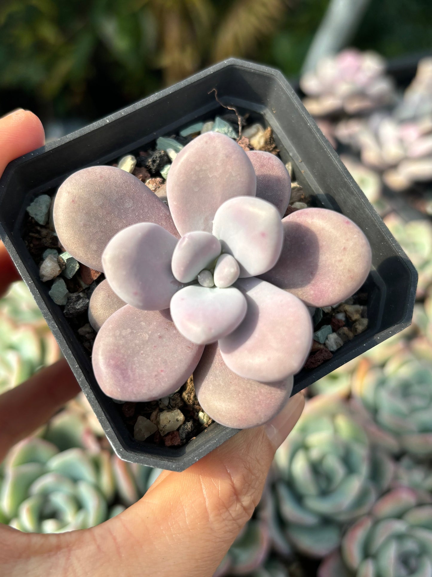 Specail!Graptopetalum Amethystinum Lavender Pebbles 桃蛋